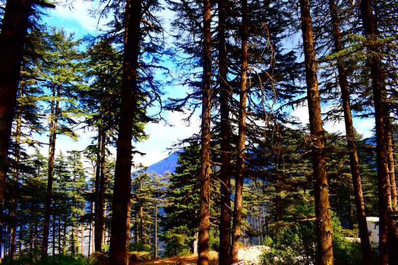 Dhanaulti