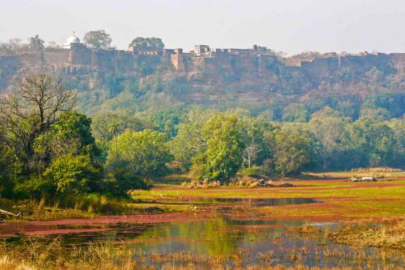 Ranthambore