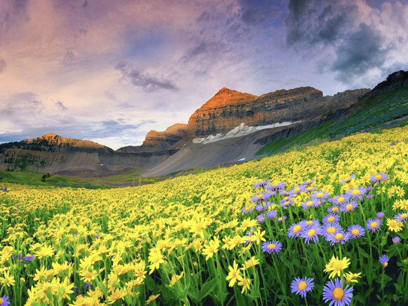 Valley of Flowers