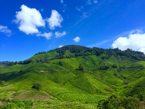 Must-Visit Hill Stations Near Bangalore