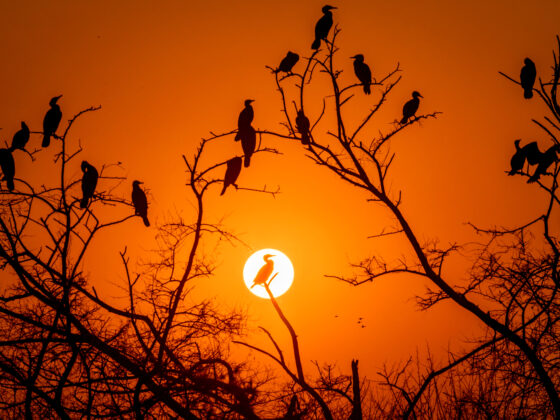 Rajasthan