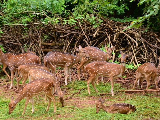 Bhubaneswar Exploration: Top Things to Do in the Temple City!