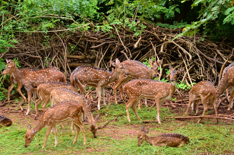 Bhubaneswar Exploration: Top Things to Do in the Temple City!